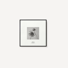 Cargar imagen en el visor de la galería, Gerbera II