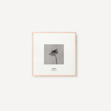 Cargar imagen en el visor de la galería, Gerbera III